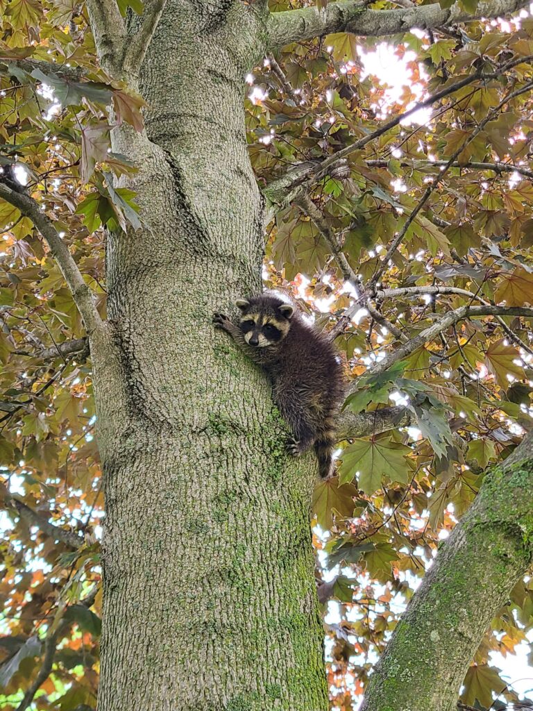 Animal Removal Cedar Creek Township