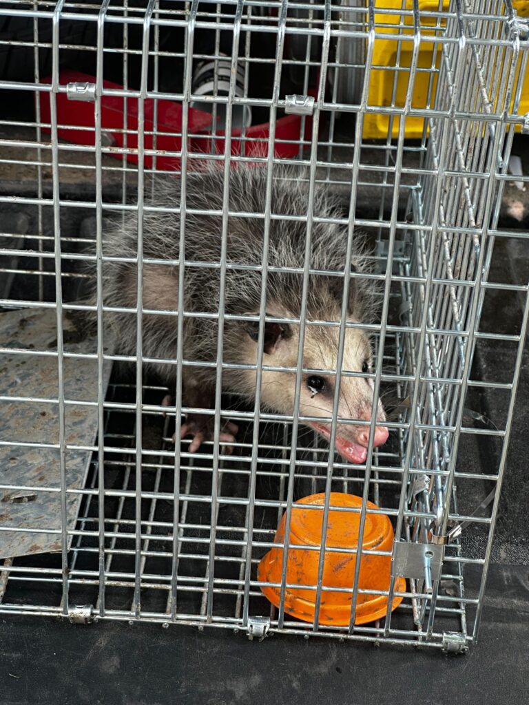 Animal Removal Cedar Creek Township