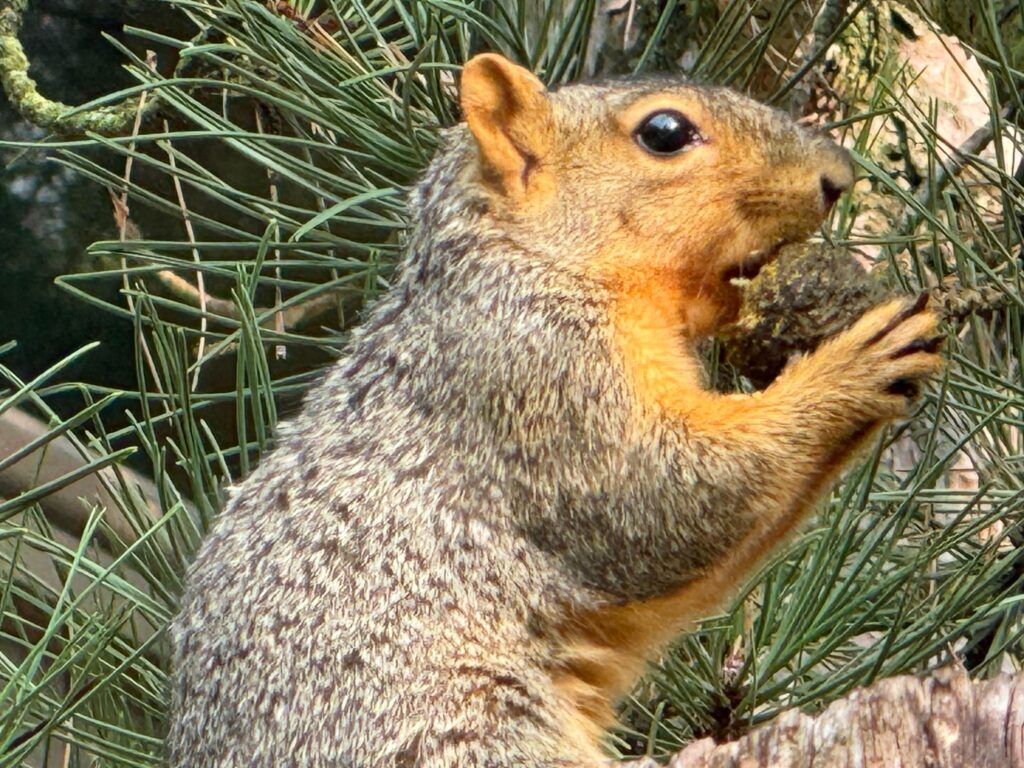 Animal Removal Cedar Creek Township