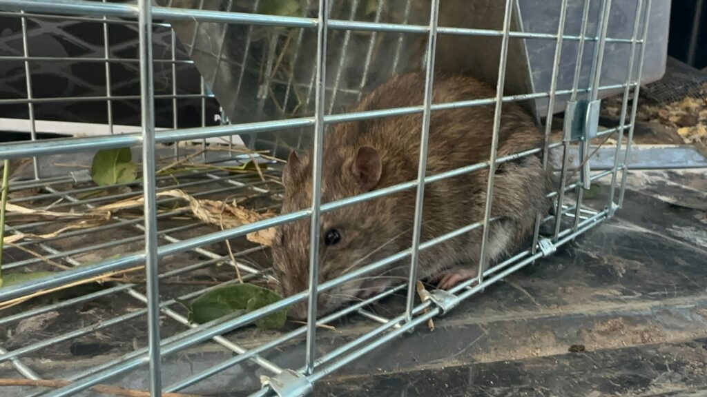 Animal Removal Cedar Creek Township